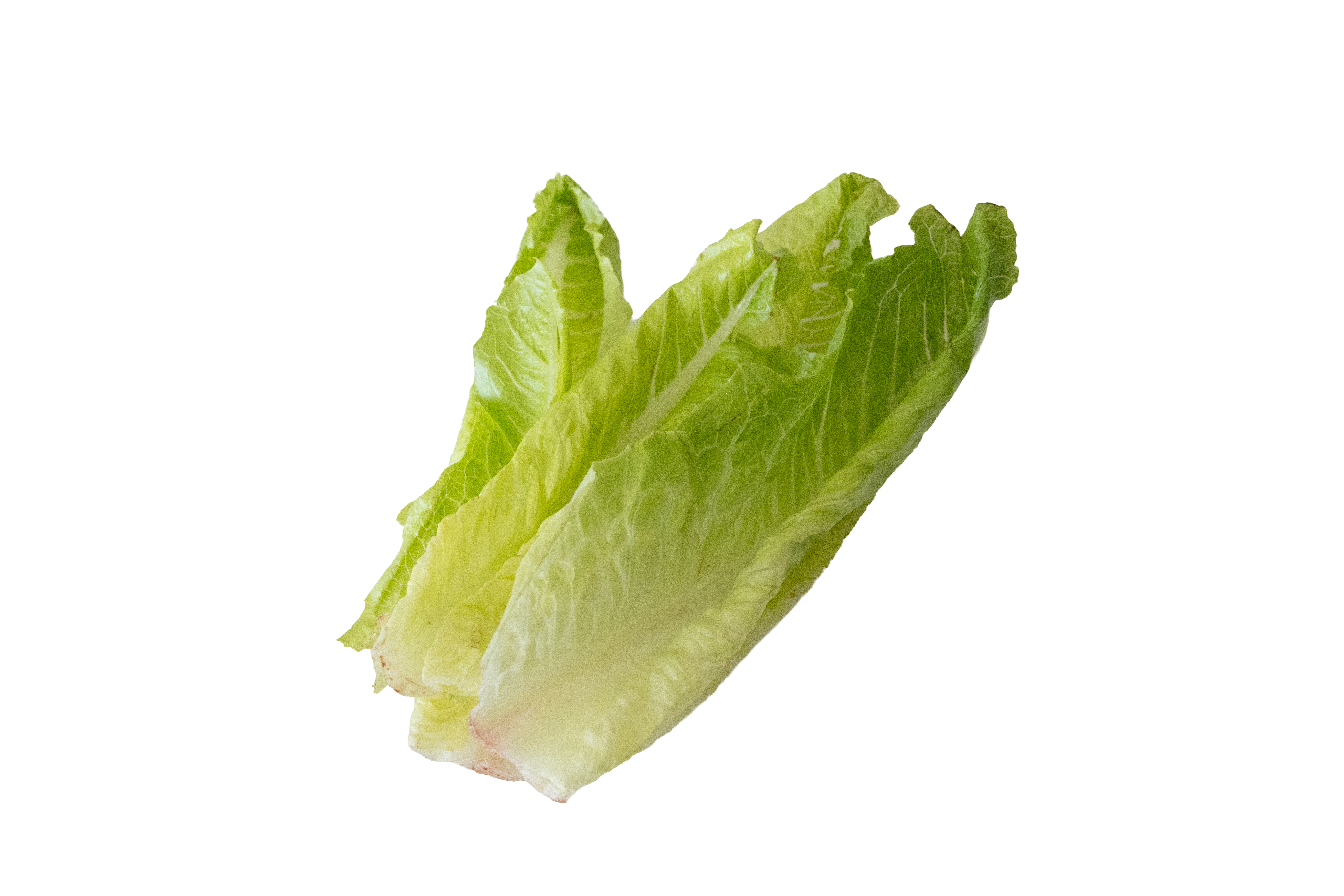 Leaf Lettuce